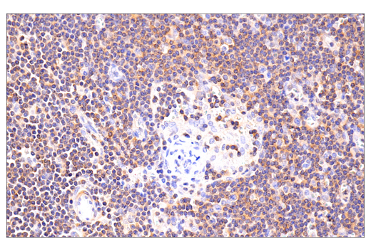 Immunohistochemistry Image 4: MYPT1 (D6C1) Rabbit mAb (BSA and Azide Free)