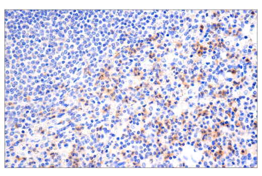 Immunohistochemistry Image 8: MYPT1 (D6C1) Rabbit mAb (BSA and Azide Free)