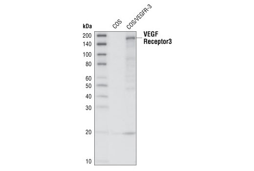 Western Blotting Image 1: VEGF Receptor 3 Antibody