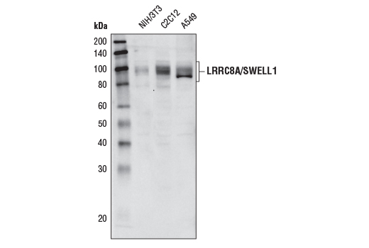 Western Blotting Image 1: LRRC8A/SWELL1 Antibody