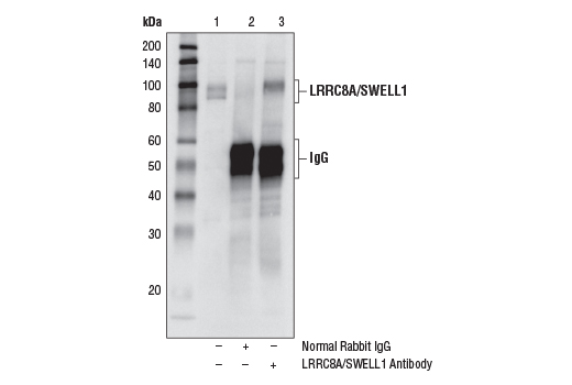 Immunoprecipitation Image 1: LRRC8A/SWELL1 Antibody