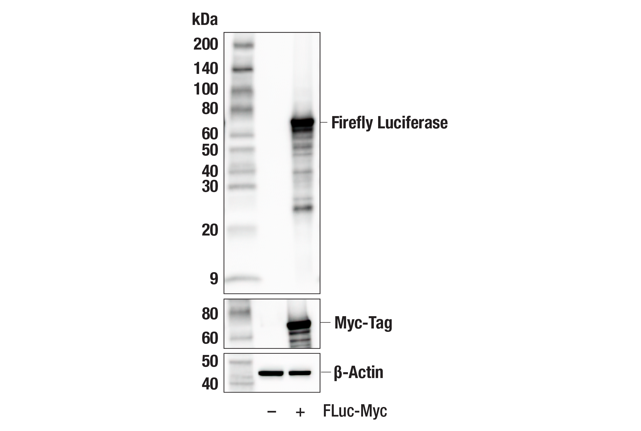 Western Blotting Image 1: Firefly Luciferase (E9W9V) Rabbit mAb