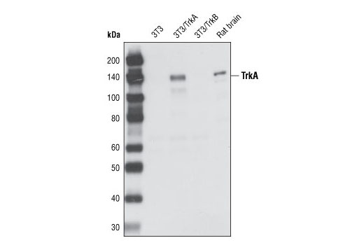 Western Blotting Image 1: TrkA Antibody