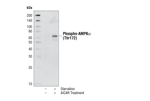 Western Blotting Image 2: Phospho-AMPKα (Thr172) Antibody