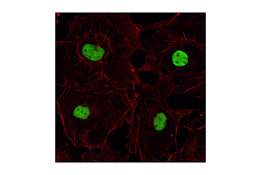 Immunofluorescence Image 1: HDAC2 Antibody