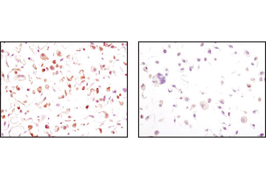 Immunohistochemistry Image 3: Phospho-GSK-3β (Ser9) (5B3) Rabbit mAb (BSA and Azide Free)