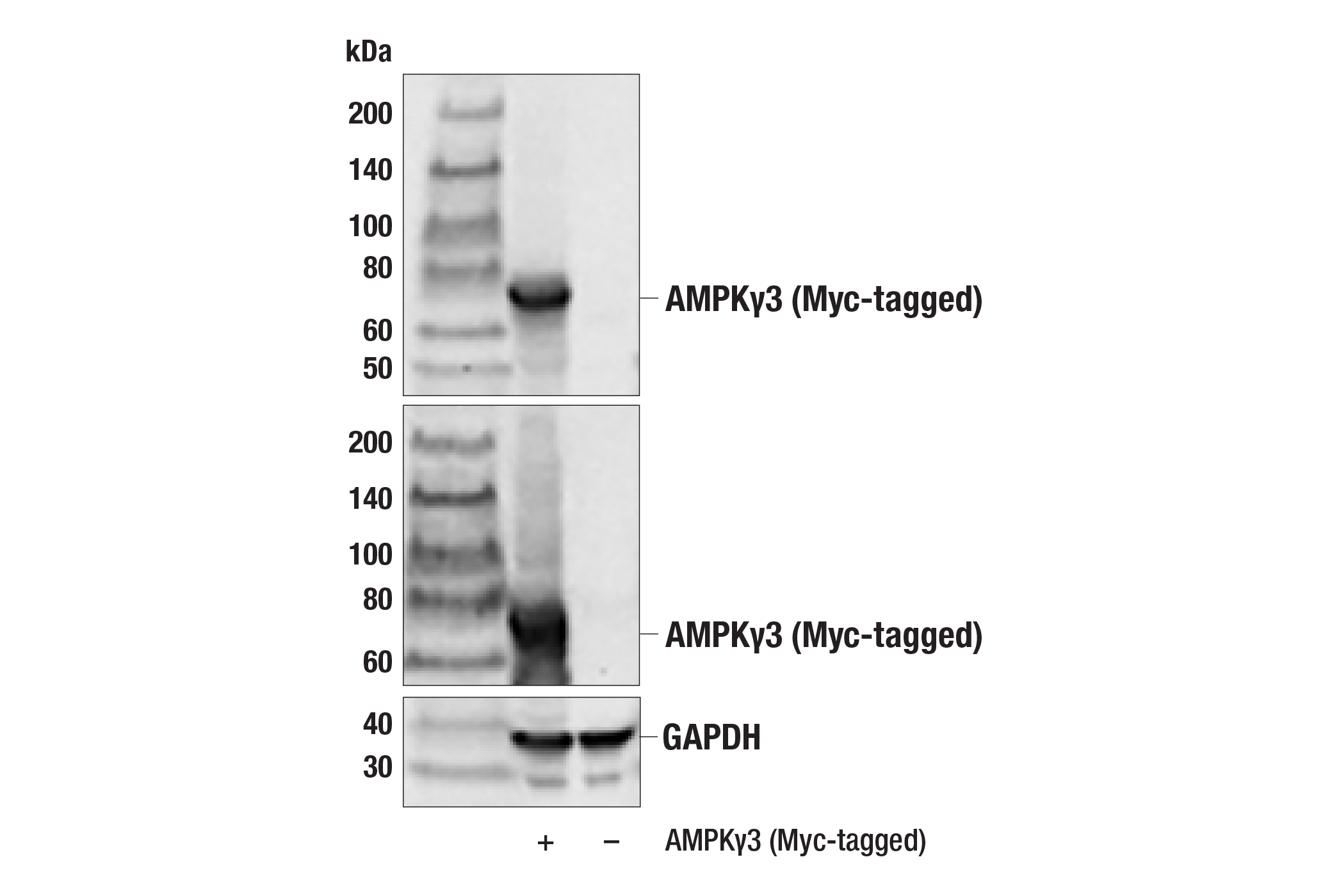 Western Blotting Image 1: AMPKγ3 Antibody