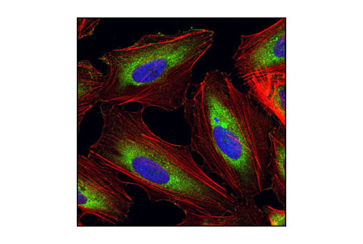 Immunofluorescence Image 1: eEF1A Antibody