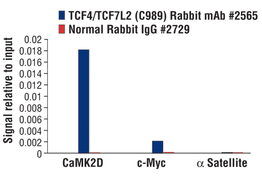 Chromatin Immunoprecipitation Image 1: TCF4/TCF7L2 (C9B9) Rabbit mAb