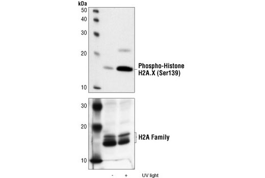 Western Blotting Image 1: Phospho-Histone H2A.X (Ser139) Antibody