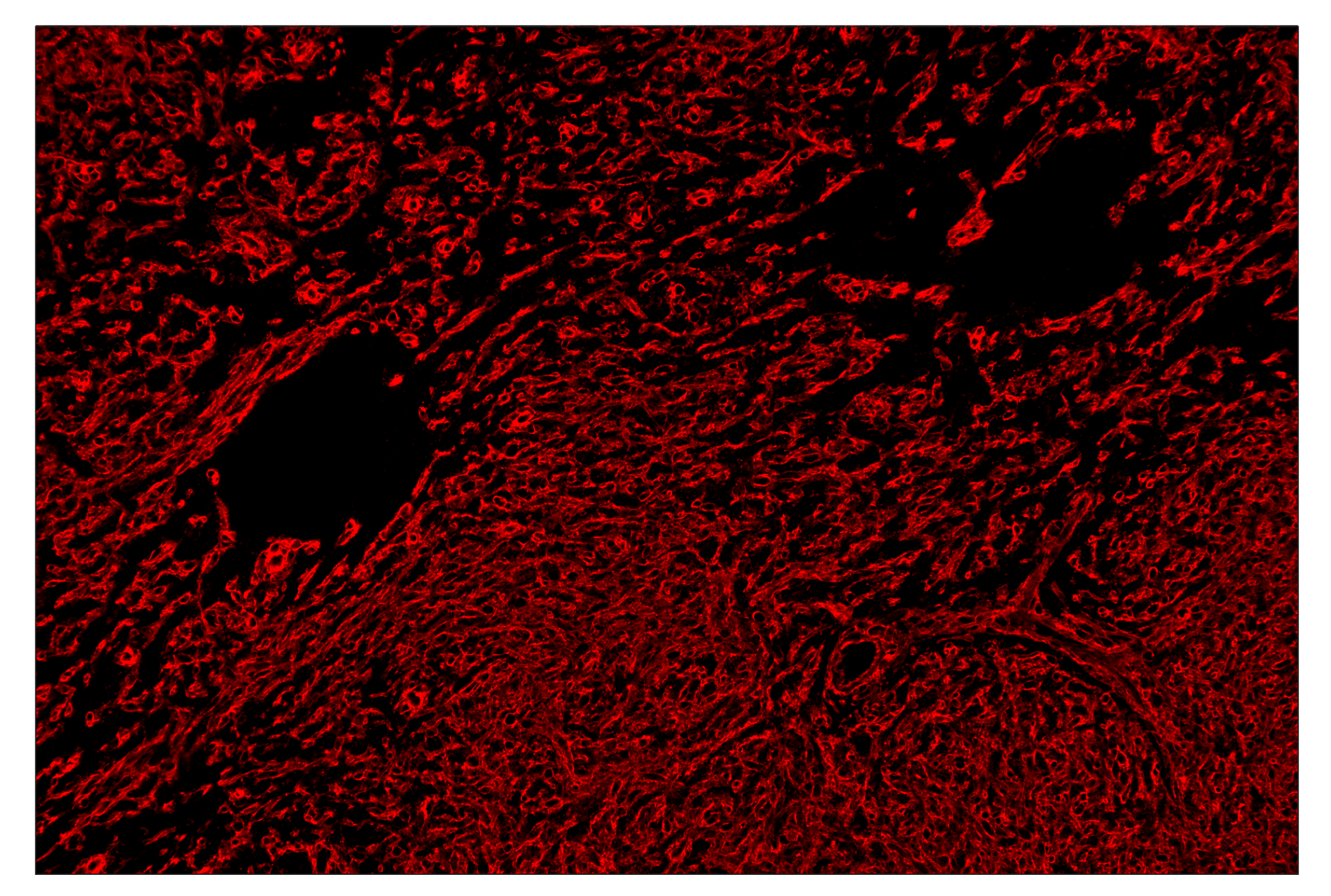 Immunohistochemistry Image 4: Na,K-ATPase α1 (D4Y7E) & CO-0079-488 SignalStar™ Oligo-Antibody Pair