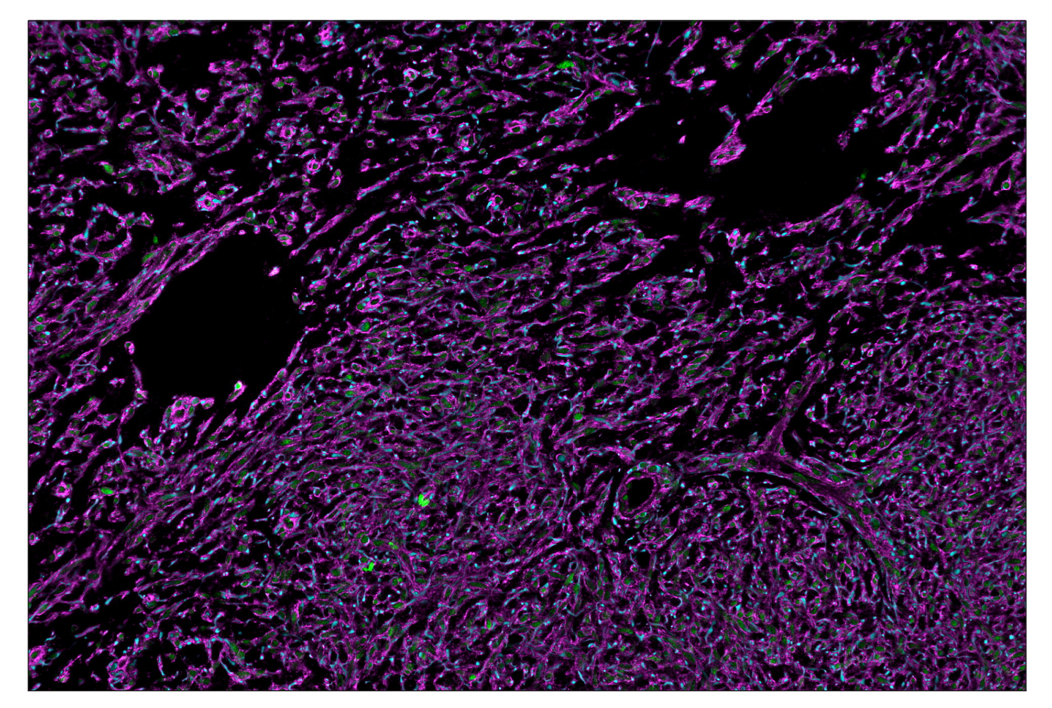 Immunohistochemistry Image 1: Na,K-ATPase α1 (D4Y7E) & CO-0079-488 SignalStar™ Oligo-Antibody Pair