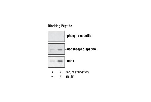 Western Blotting Image 2: Phospho-PRAS40 (Thr246) Antibody