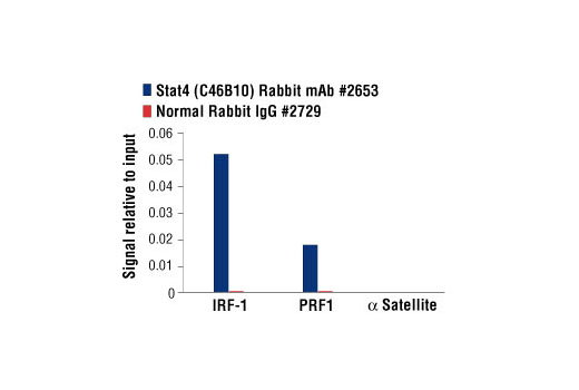 Chromatin Immunoprecipitation Image 3: Stat4 (C46B10) Rabbit mAb