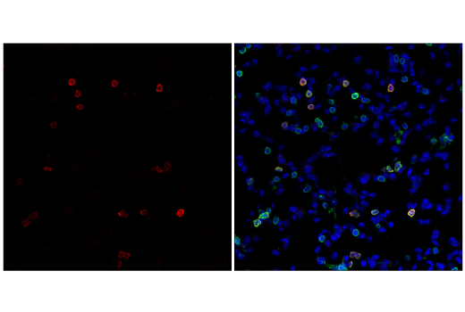 Immunofluorescence Image 1: CD3 (17A2) Rat mAb (redFluor™ 710 Conjugate)