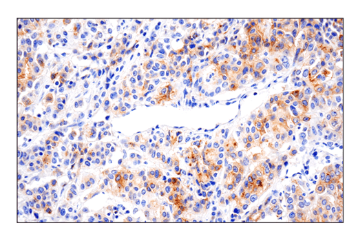 Immunohistochemistry Image 1: 4-1BBL/CD137L/TNFSF9 (E8W3P) Rabbit mAb (BSA and Azide Free)