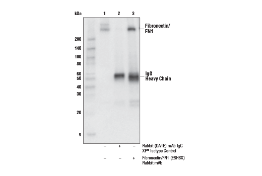  Image 17: ECM Profiling Antibody Sampler Kit