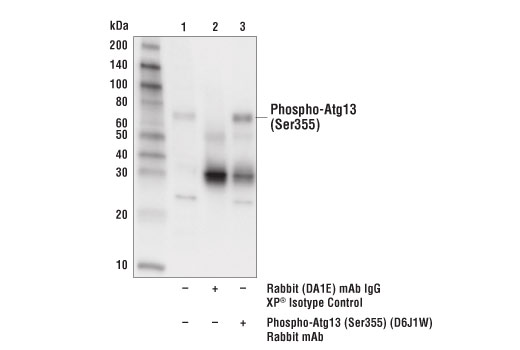 Immunoprecipitation Image 1: Phospho-Atg13 (Ser355) (D6J1W) Rabbit mAb