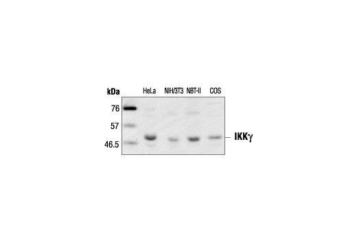 Western Blotting Image 1: IKKγ Antibody