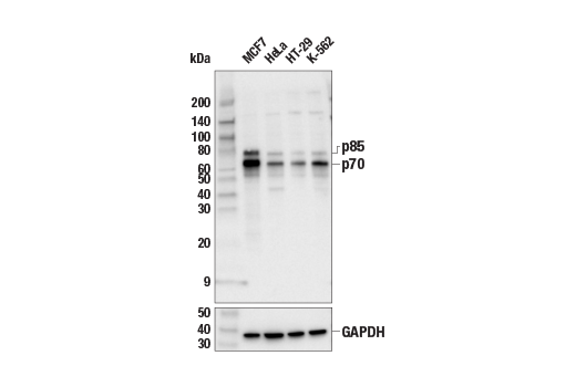  Image 2: PhosphoPlus® p70 S6 Kinase (Thr389, Thr421/Ser424) Antibody Kit