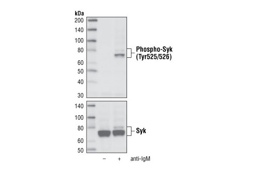  Image 4: PhosphoPlus® Syk (Tyr525/526) Antibody Duet
