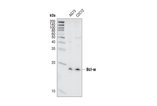  Image 6: Pro-Survival Bcl-2 Family Antibody Sampler Kit II