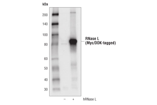  Image 16: Host Cell Viral Restriction Factor Antibody Sampler Kit