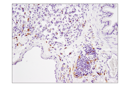 Immunohistochemistry Image 5: CD4 (D7D2Z) Rabbit mAb (BSA and Azide Free)