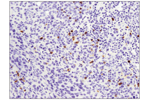 Immunohistochemistry Image 1: CD4 (D7D2Z) Rabbit mAb (BSA and Azide Free)