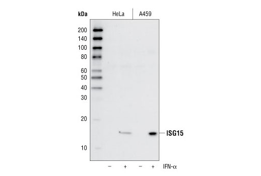  Image 6: Protein Folding and Stability Antibody Sampler Kit