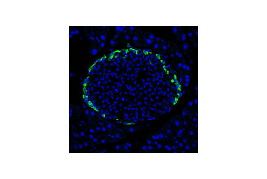 Immunofluorescence Image 1: Glucagon Antibody