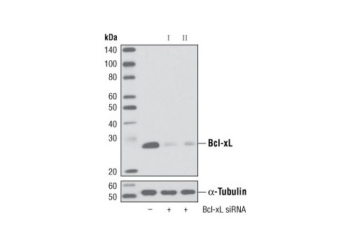  Image 11: Pro-Survival Bcl-2 Family Antibody Sampler Kit