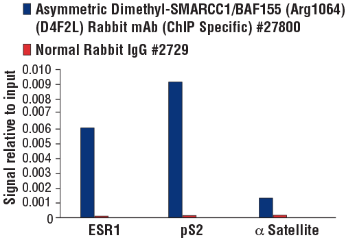 Chromatin Immunoprecipitation Image 1: Asymmetric Dimethyl-SMARCC1/BAF155 (Arg1064) (D4F2L) Rabbit mAb (ChIP Specific)
