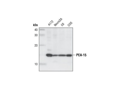 Western Blotting Image 1: PEA-15 Antibody