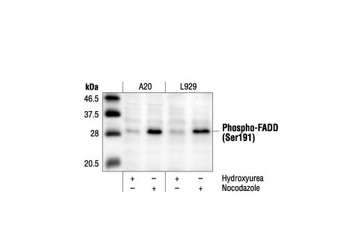 Western Blotting Image 1: Phospho-FADD (Ser191) Antibody (Mouse Specific)