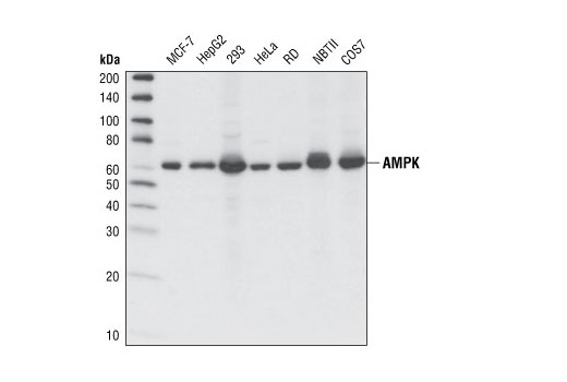 Western Blotting Image 1: AMPKα (F6) Mouse mAb