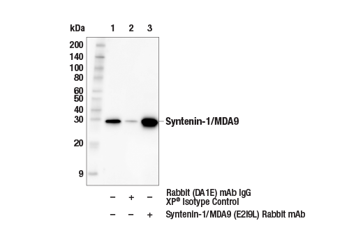 Immunoprecipitation Image 1: Syntenin-1/MDA9 (E2I9L) Rabbit mAb
