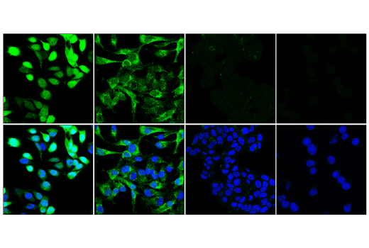 Immunofluorescence Image 1: Syntenin-1/MDA9 (E2I9L) Rabbit mAb