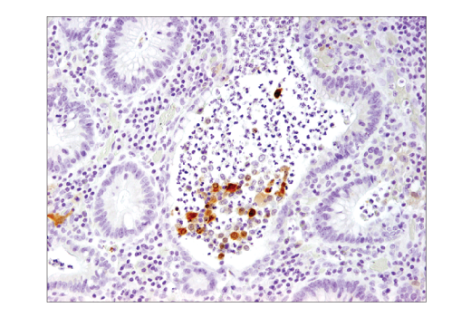 Immunohistochemistry Image 2: IL-1β (3A6) Mouse mAb (BSA and Azide Free)