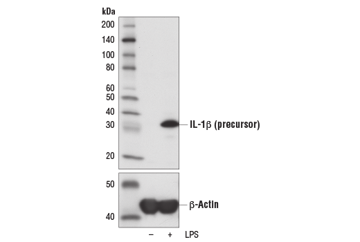 Western Blotting Image 1: IL-1β (3A6) Mouse mAb (BSA and Azide Free)