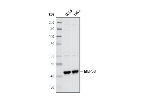 Western Blotting Image 1: MEP50 Antibody
