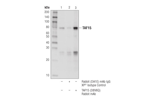 Immunoprecipitation Image 1: TAF15 (D8V6Q) Rabbit mAb