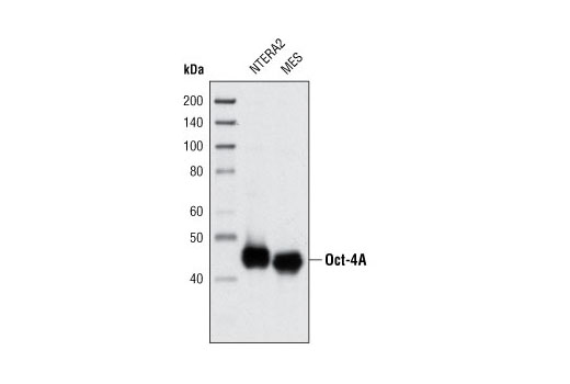 Image 2: StemLight™ iPS Cell Reprogramming Antibody Kit