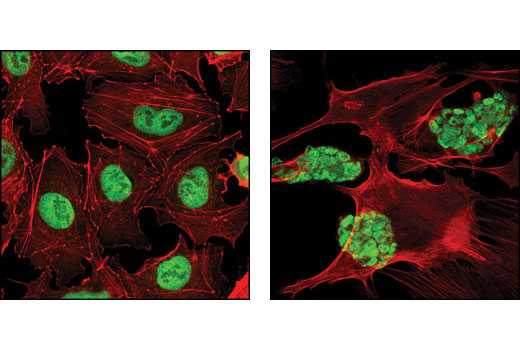Immunofluorescence Image 1: Oct-4A (C30A3) Rabbit mAb