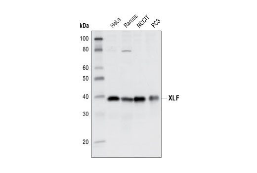 Western Blotting Image 1: XLF Antibody