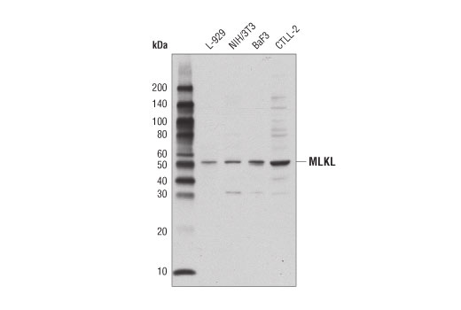 Western Blotting Image 1: MLKL Antibody (Mouse Specific)