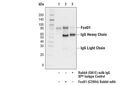 Immunoprecipitation Image 1: FoxO1 (C29H4) Rabbit mAb