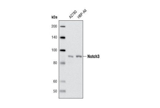 Western Blotting Image 1: Notch3 Antibody