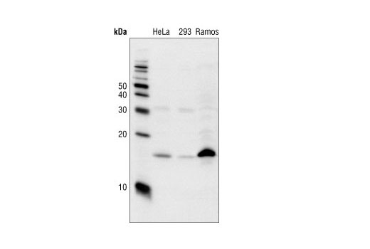  Image 6: Cell Cycle Regulation Antibody Sampler Kit