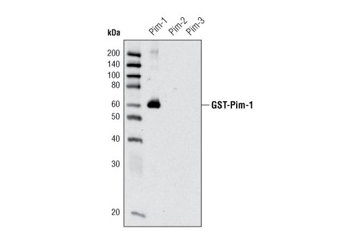 Western Blotting Image 2: Pim-1 Antibody